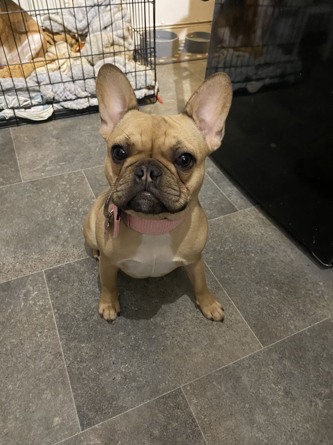 Customer photo review of 5cm Nylon Dog Collar - Pink v2.0