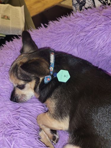 Customer photo review of NEW: Fetch Mini Digital Pet ID