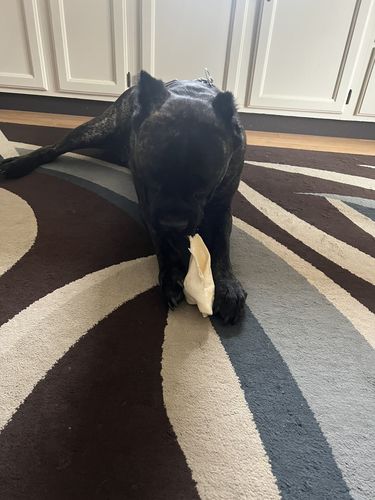 Customer photo review of Cow Ears For Dogs