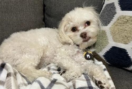 Customer photo review of Black