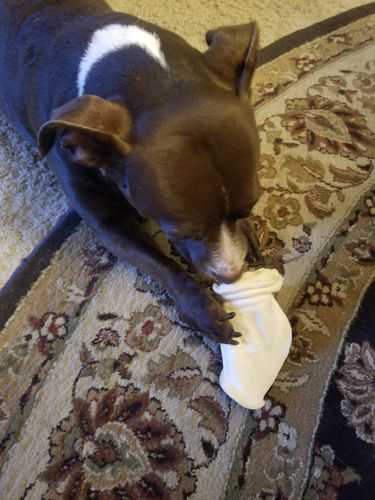 Customer photo review of Cow Ears For Dogs