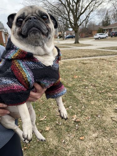 Customer photo review of Playa Poncho