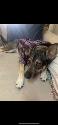 Customer photo review of Playa Poncho