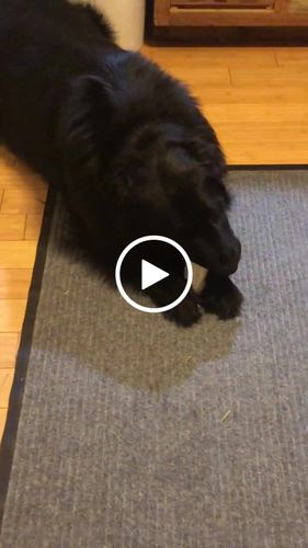 Customer video review of Cow Ears For Dogs