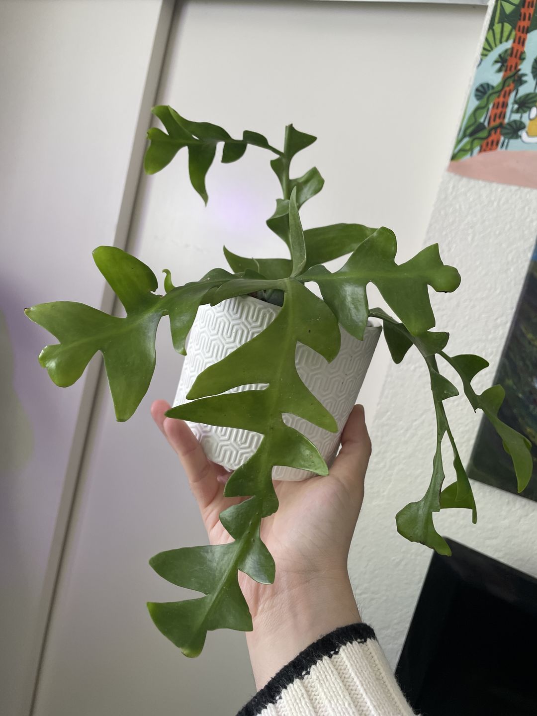 Customer photo review of 4" Cactus Selenicereus chrysocardium "Sharktooth"