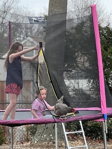 Customer photo review of Kangaroo Hoppers 14FT Round Kids Trampoline