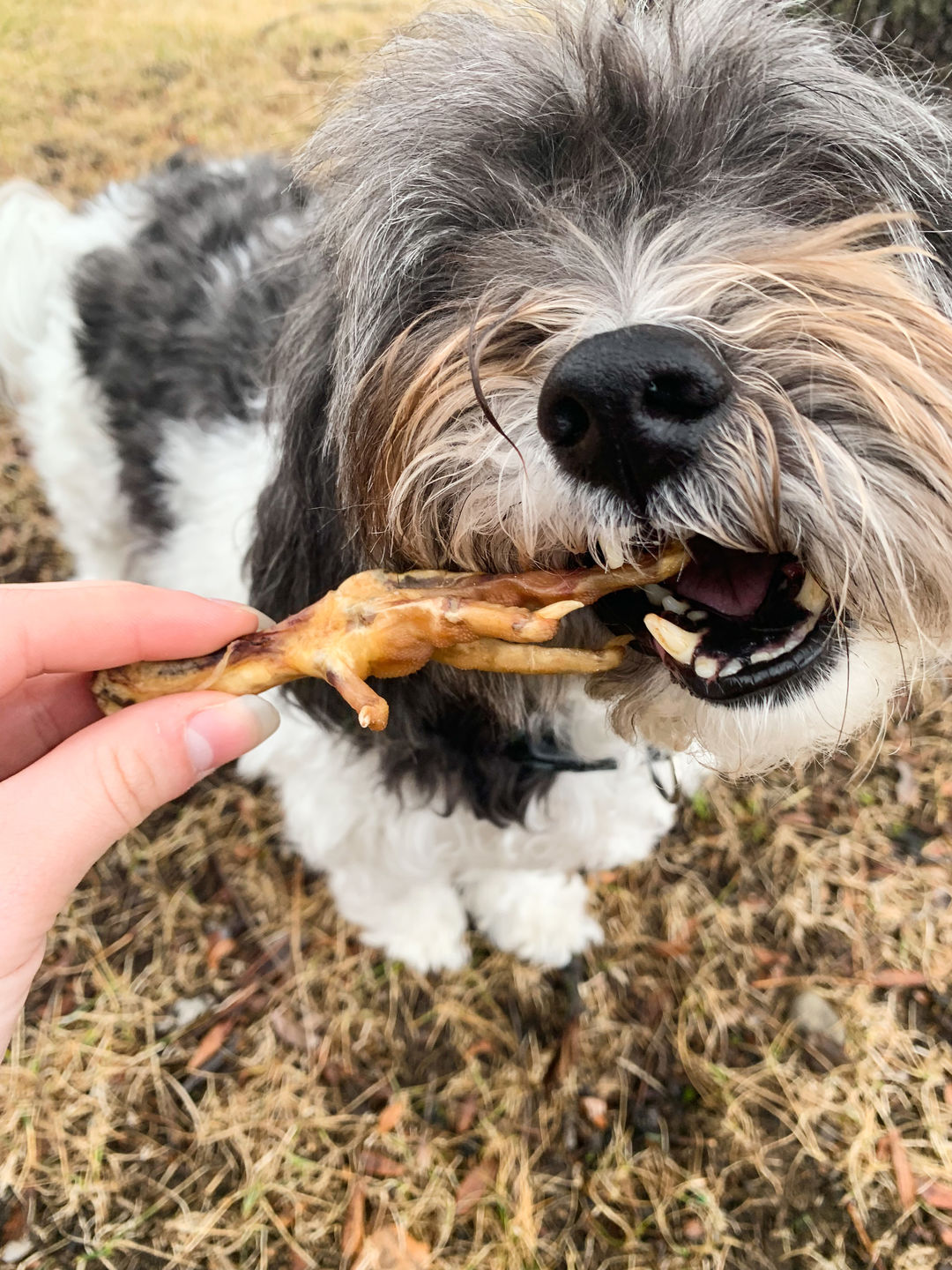 Customer photo review of Chicken Feet