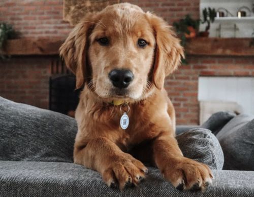 Customer photo review of White