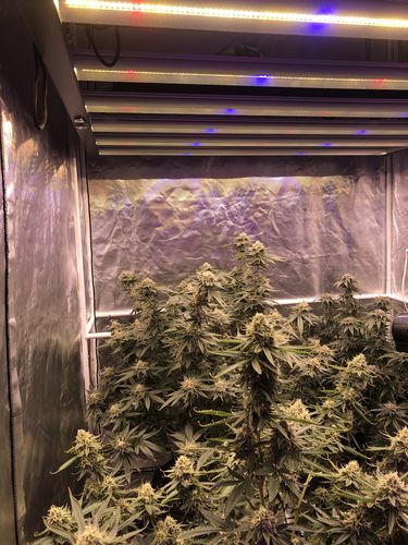 Customer photo review of Slim 500S Dimmable LED Grow Lights 3500k - Spectrum Control - LH351H V2 (UV)