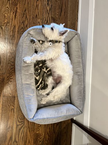 Customer photo review of White