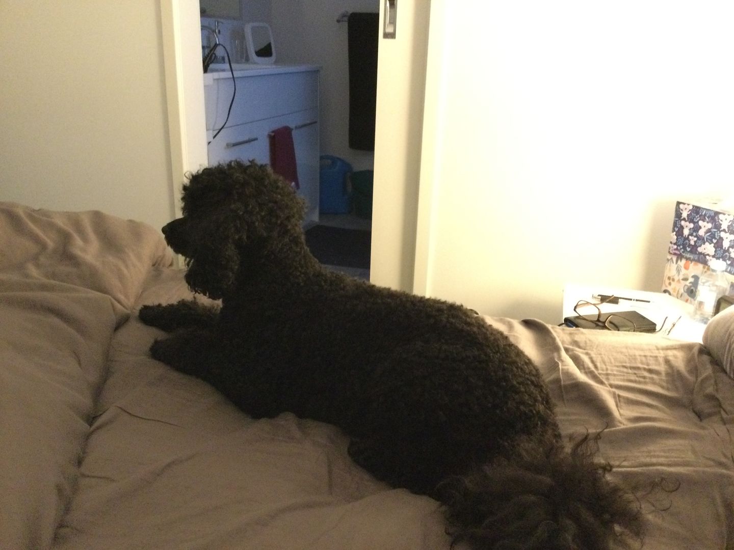 Customer photo review of Dog Hair Clippers