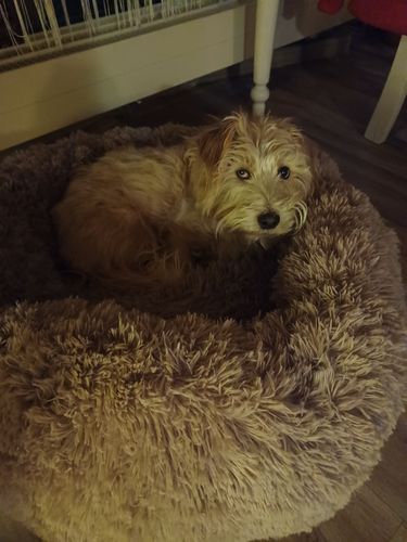 Customer photo review of Hundebett rund Wuscheldonut