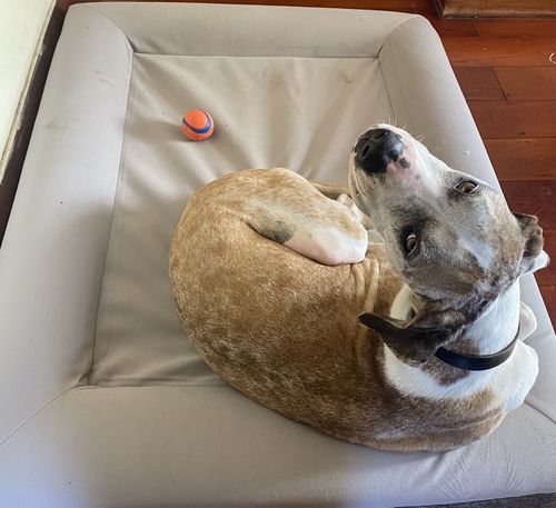 Customer photo review of Orthopaedic Memory Foam Bed