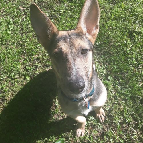 Customer photo review of BarkWise™ Complete