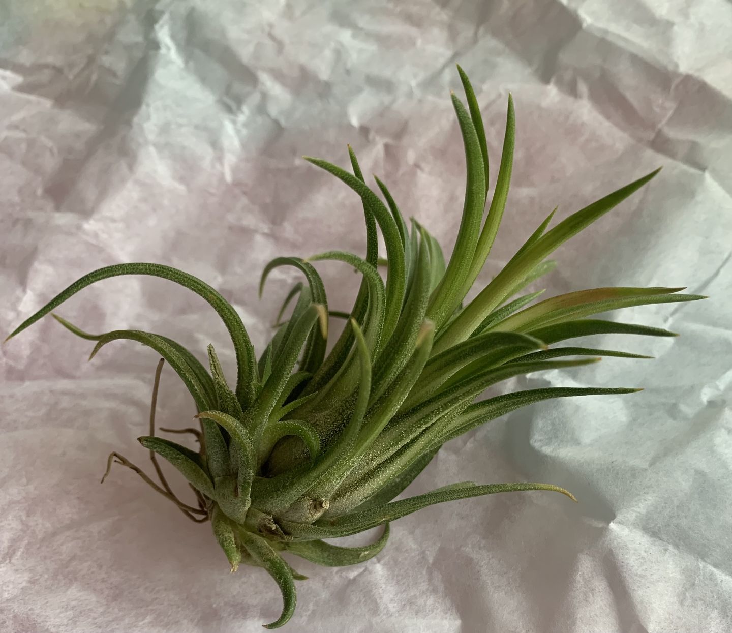 Customer photo review of Ionantha Variegata  Rare Ionantha Form *SALE!*