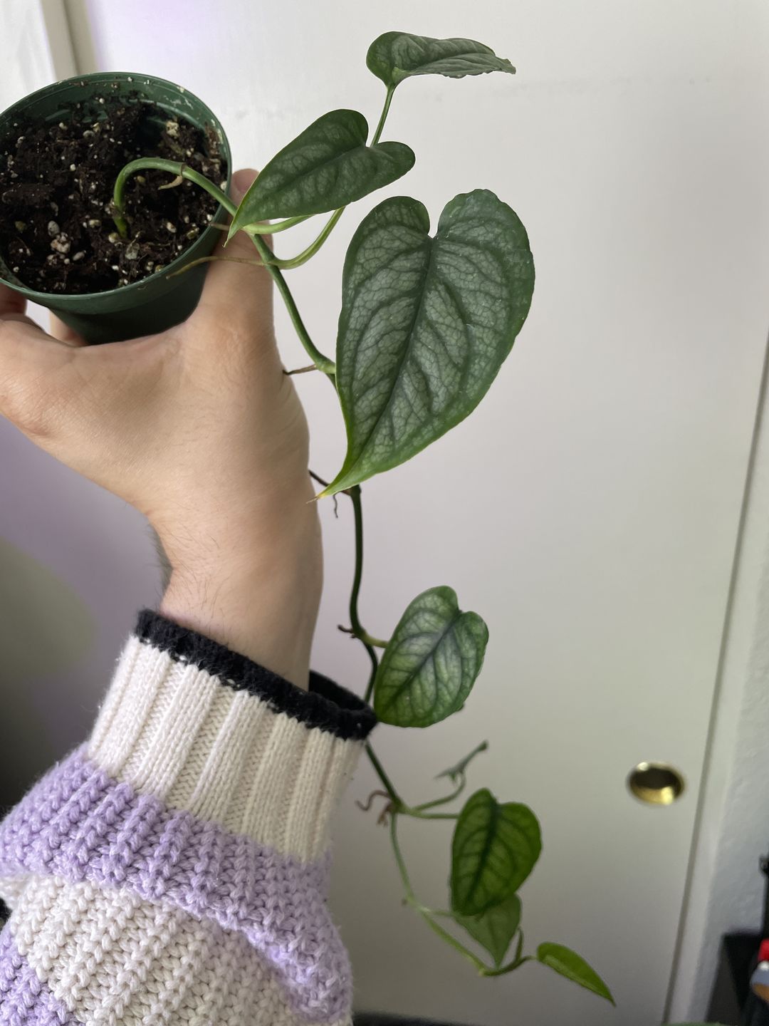 Customer photo review of 3" Monstera siltepecana