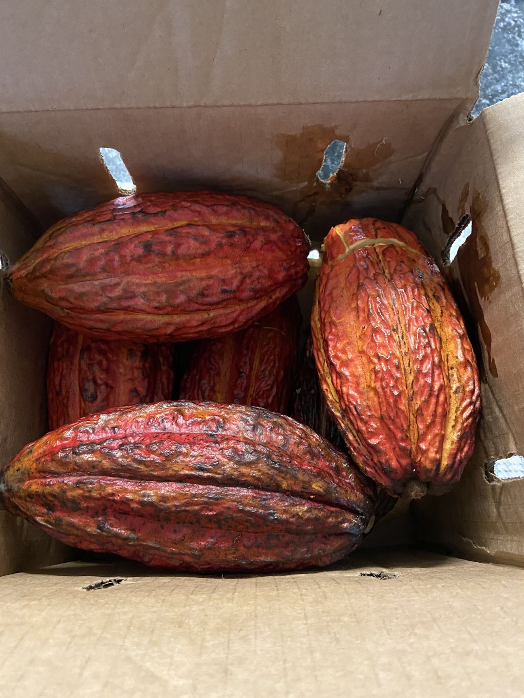 Customer photo review of Cacao (Chocolate) Box