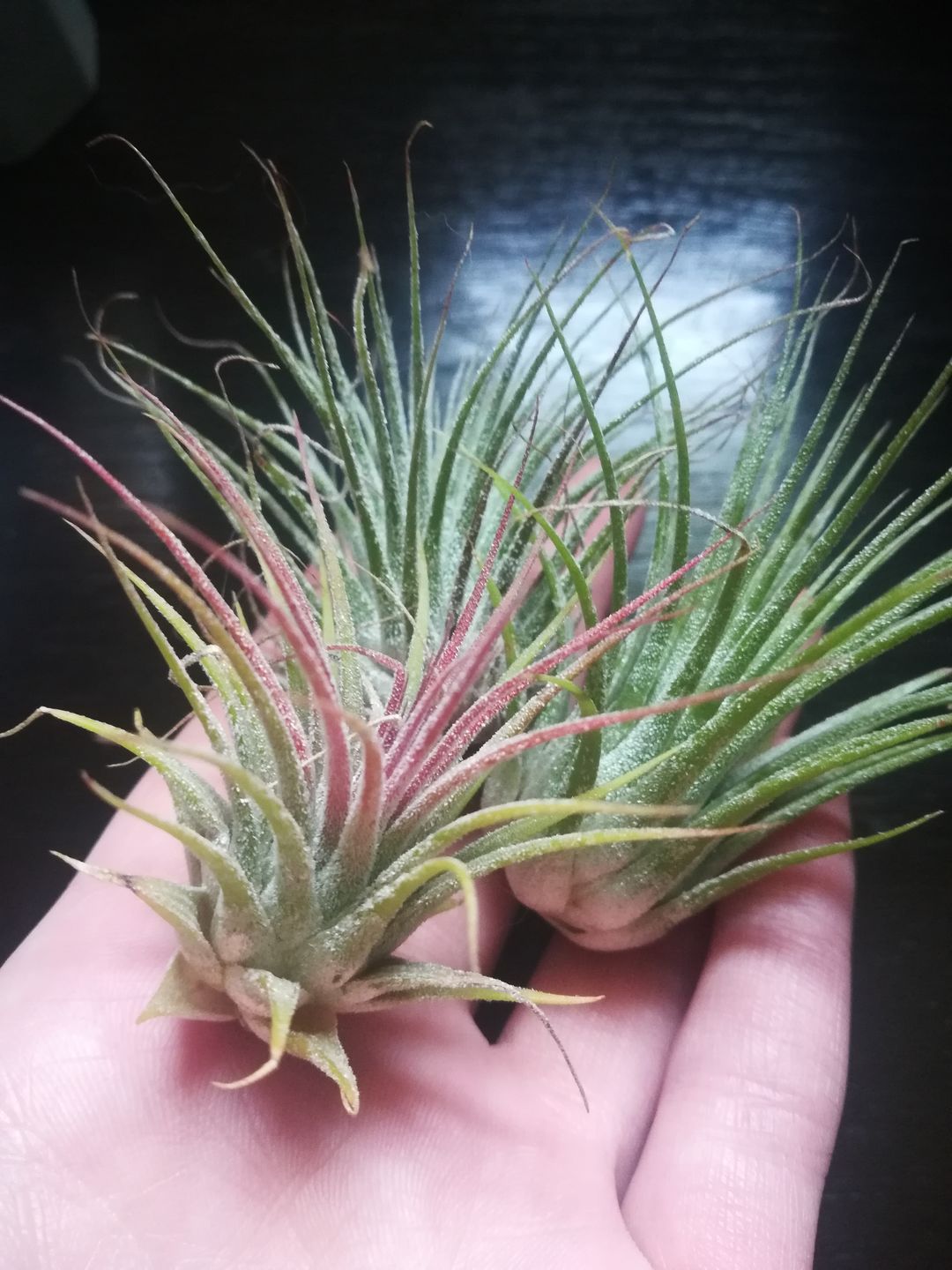 Customer photo review of B Quality Ionantha Variety 3 Pack  ($0.75 Per Plant)