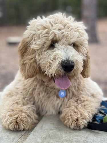 Customer photo review of Blue