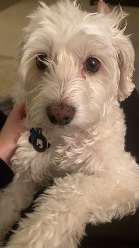 Customer photo review of Black