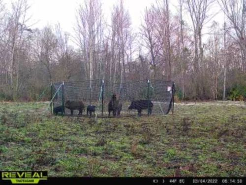 Customer photo review of Pig Brig Trap System