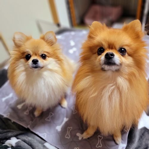 Wholesome Pets Japan レビュー 629 レビュー Wholesomepetsjapan Com