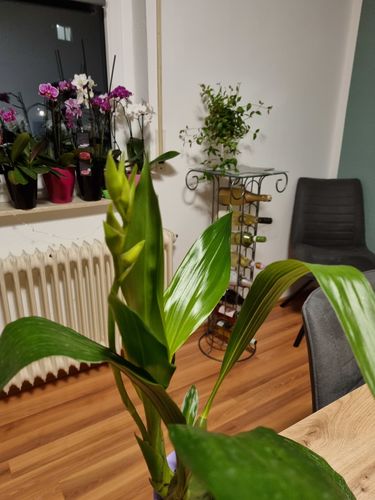 Customer photo review of Zygopetalum Louisendorf mit lila Blüten und 1 Stiel