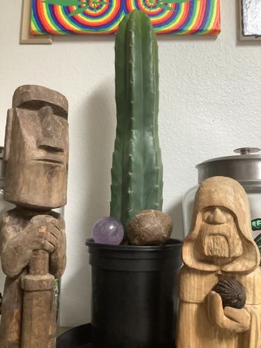 Customer photo review of San Pedro Cactus | Echinopsis pachanoi