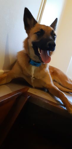 Customer photo review of Collier Anti Aboiement PuppySafe