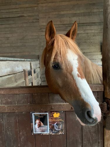 Customer photo review of Pferde Boxenschild mit Foto & Wunschtext