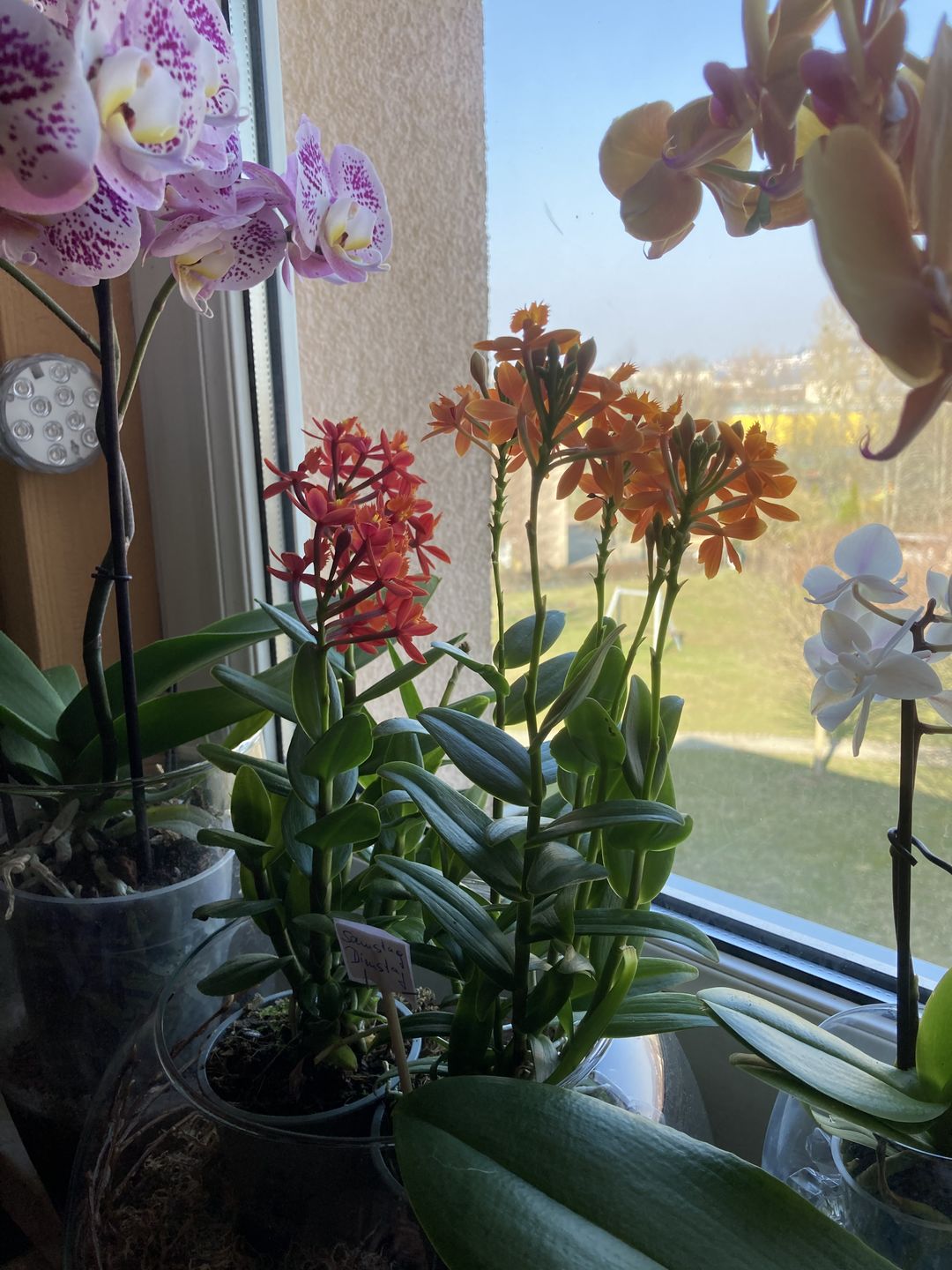 Customer photo review of Epidendrum Nordic Fire Dauerblüher mit orangefarbener Blüte