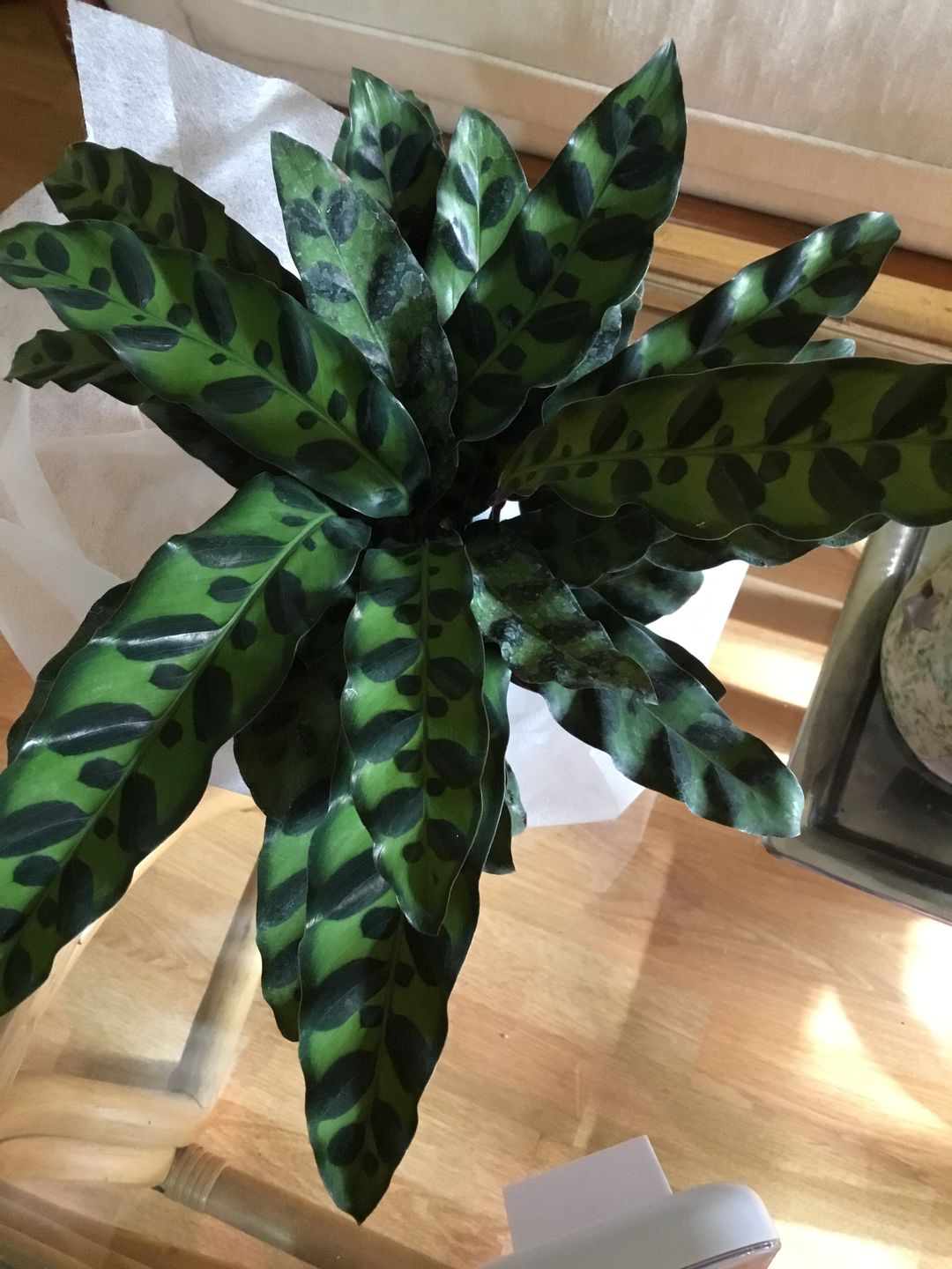 Customer photo review of 3" Monstera sp. 'Peru'