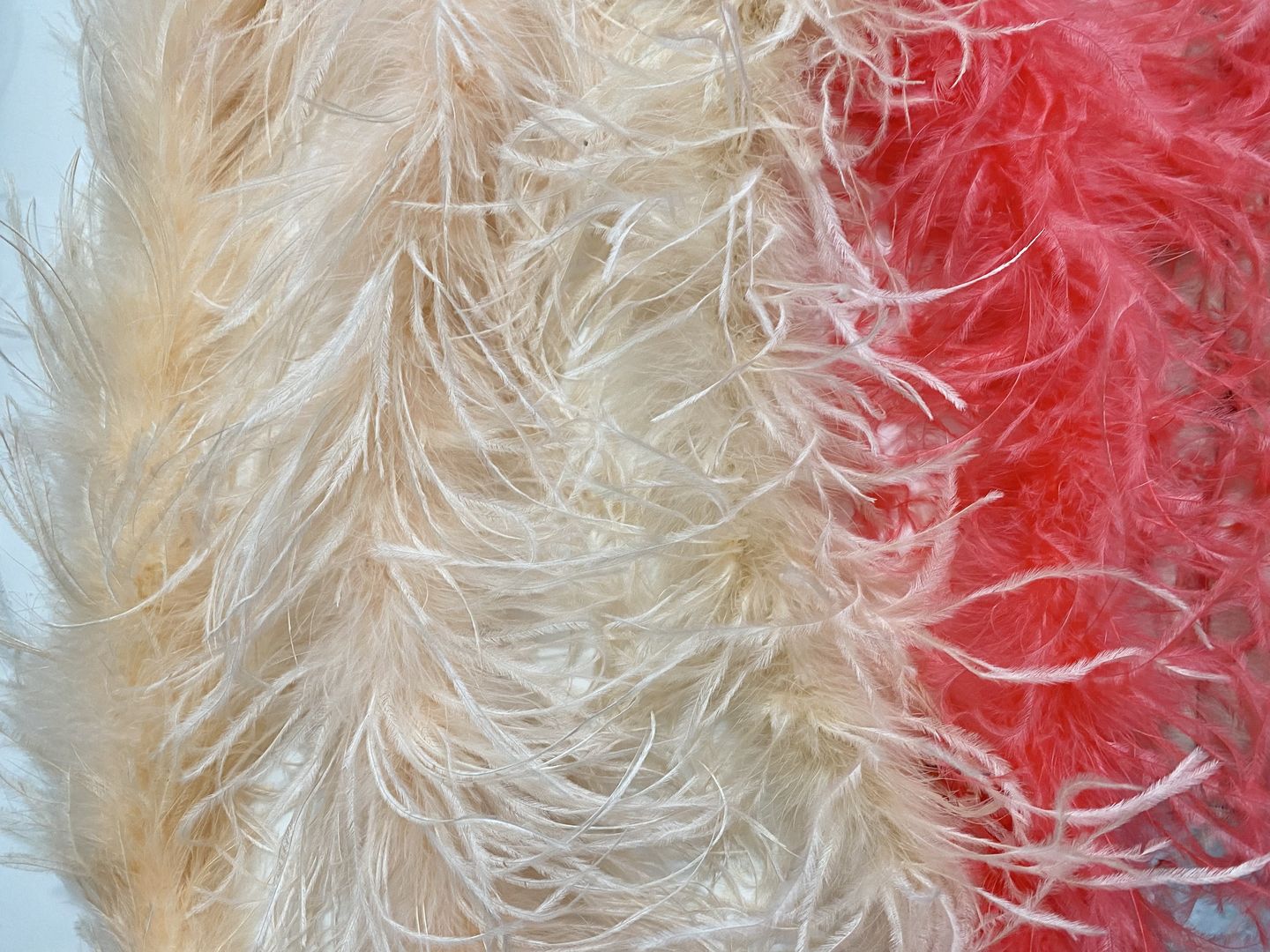 Customer photo review of Ostrich with Marabou Feather Boa