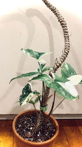 Customer photo of The Original Bendable Coir Pole™ - Best Seller (Tape Included) from Courtney M.