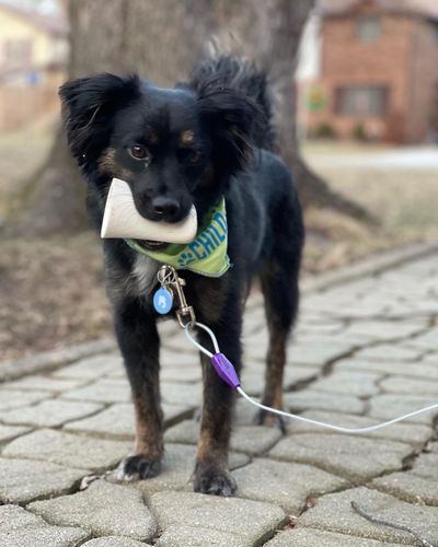 Customer photo review of Blue