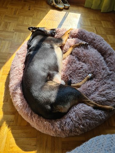 Customer photo review of Hundebett rund Wuscheldonut