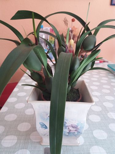 Customer photo review of Maxillaria variabilis  mit gelb-rot-braunen Blüten