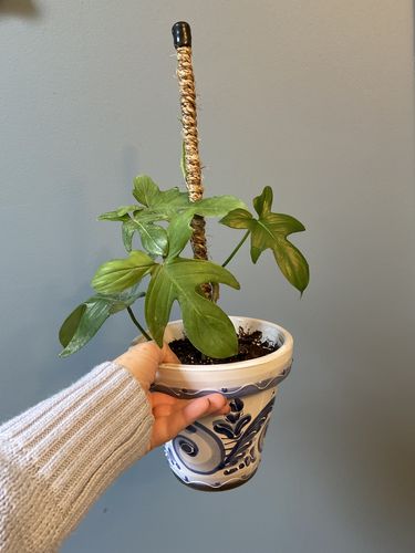 Customer photo of The Original Bendable Coir Pole™ - Best Seller (Tape Included) from Lynn W.