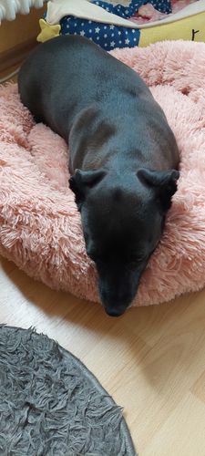 Customer photo review of Puppery Kuschelbett - Das Original