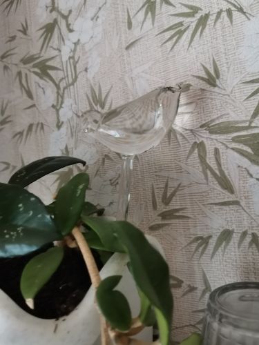 Customer photo review of Ampoules en verre auto-arrosantes - Le Jardin de Mamie®