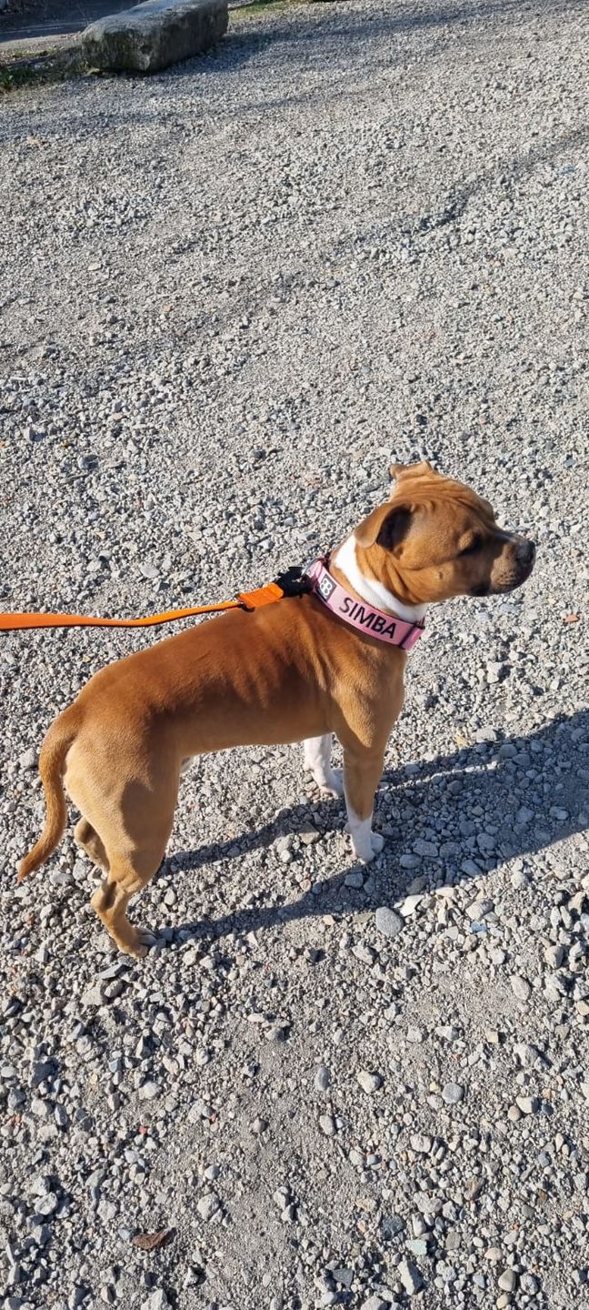 Customer photo review of 4cm Combat® Collar | Rated Clip - NO HANDLE - Pink v2.0