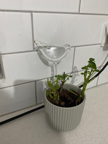 Customer photo review of Ampoules en verre auto-arrosantes - Le Jardin de Mamie®