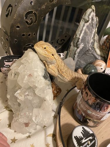 Customer photo review of @eloyah