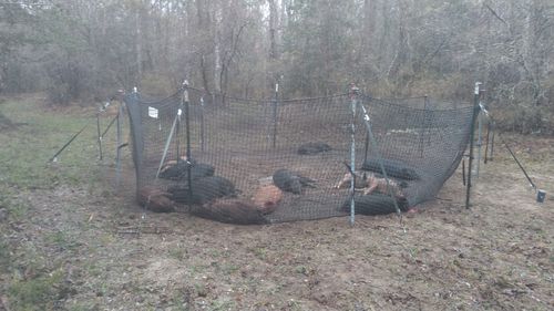 Customer photo review of Pig Brig Trap System