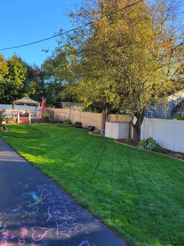 Customer photo review of GCI Turf Cool Blue Grass Seed