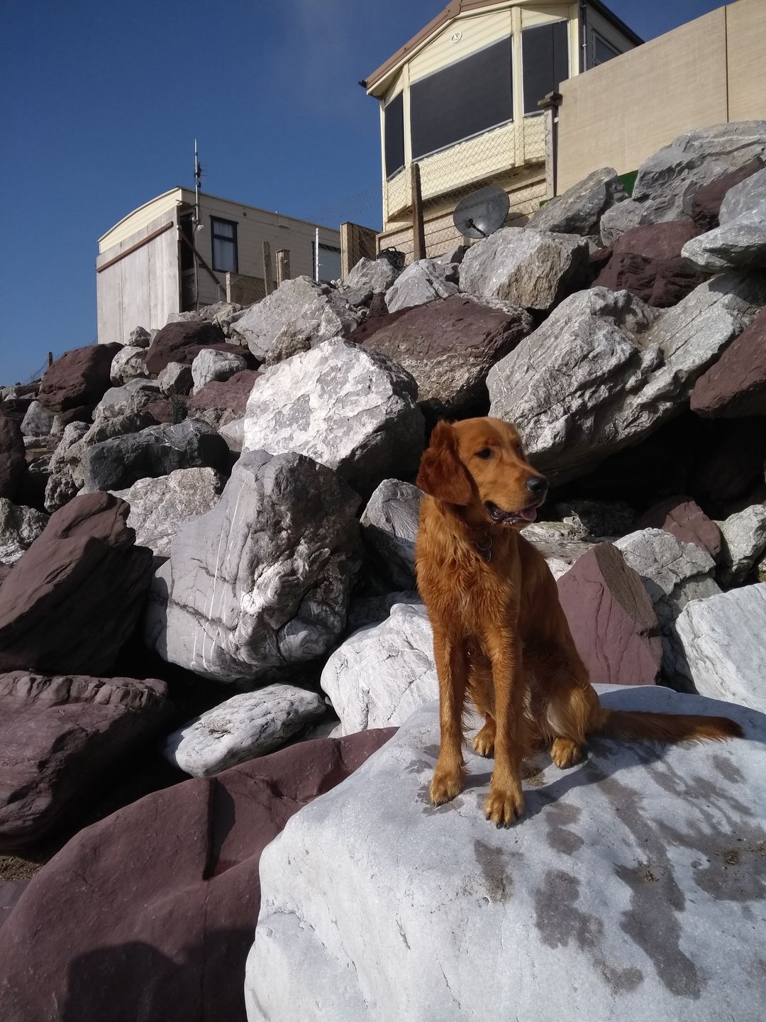 Customer photo review of Anti Bark Training Collar