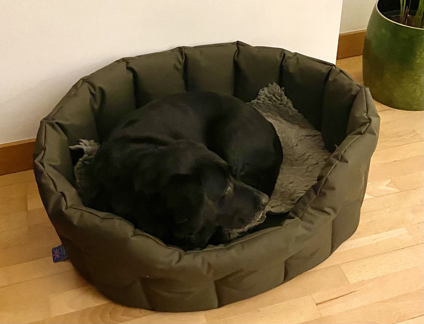 Customer photo review of Country Dog Heavy Duty Oval Waterproof Bed