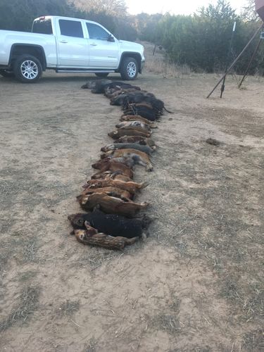 Customer photo review of Pig Brig Trap System