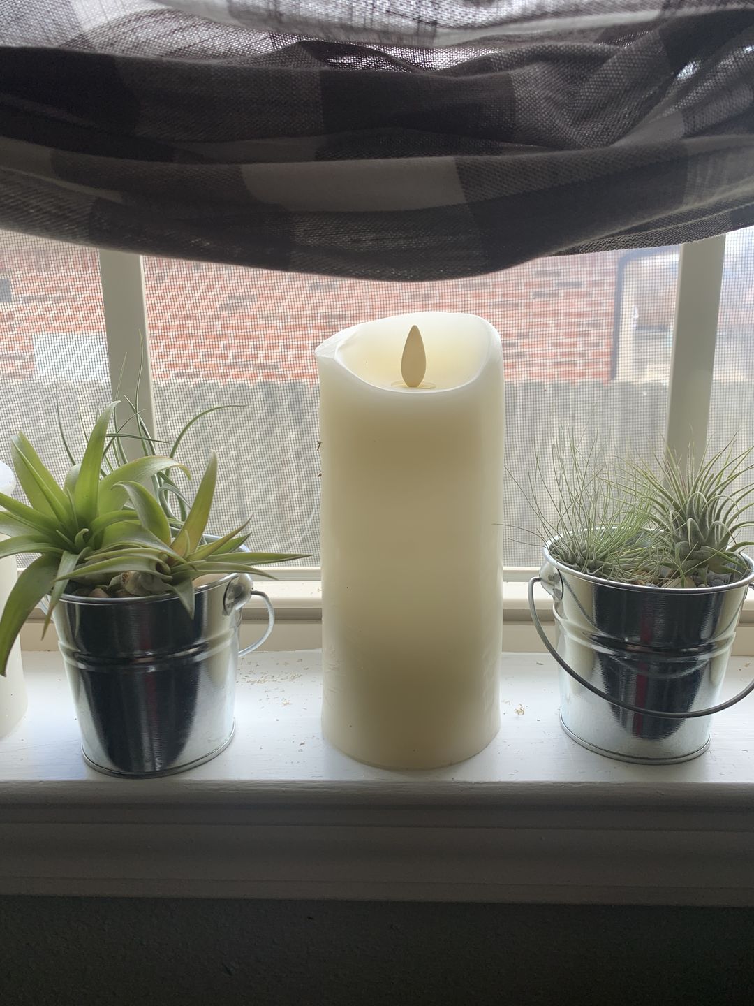 Customer photo review of 3 Air Plants & Fertilizer  Great Starter Mix