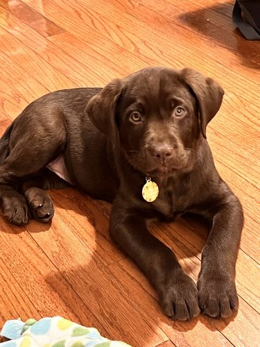 Customer photo review of Polkadog